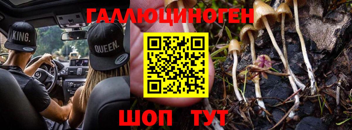 Псилоцибиновые грибы Psilocybe Урюпинск